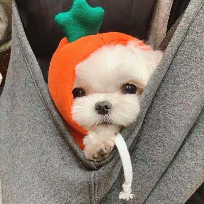 Hoody Pet Clothes Fruit & Animal Shape
