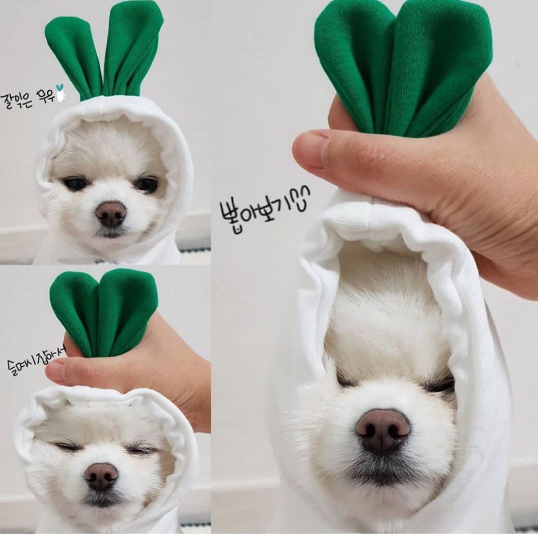 Hoody Pet Clothes Fruit & Animal Shape